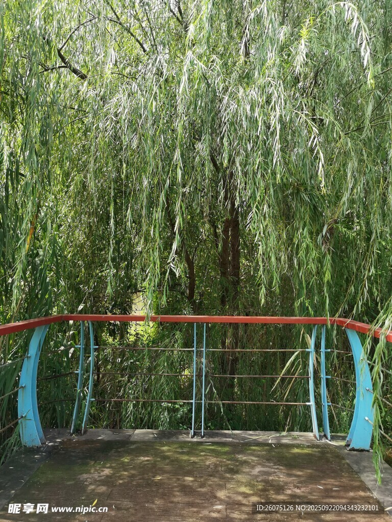 垂柳下的休闲观景区域