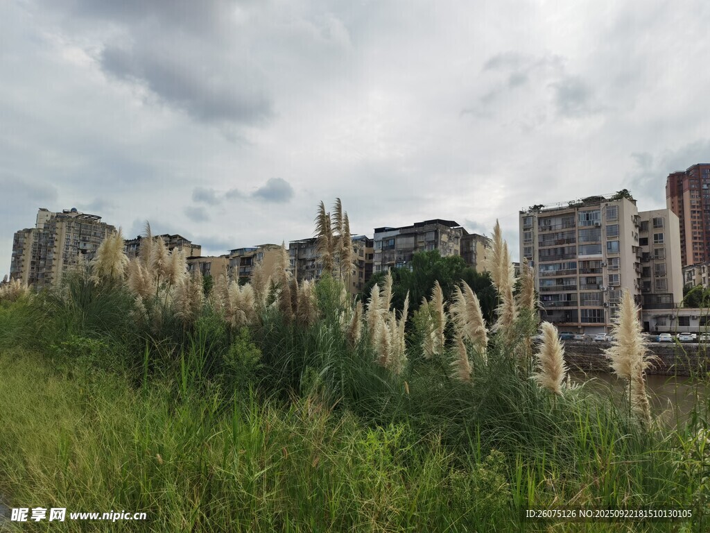 城市边的草地与林立建筑