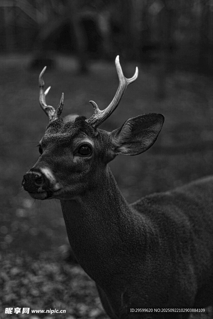 黑白色调下的优雅雄鹿