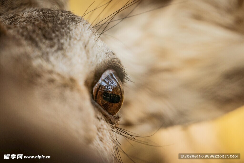 动物明亮的眼睛