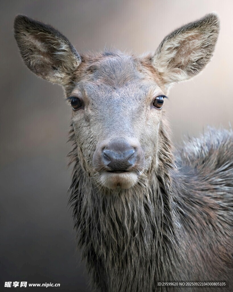 湿漉漉的小鹿特写