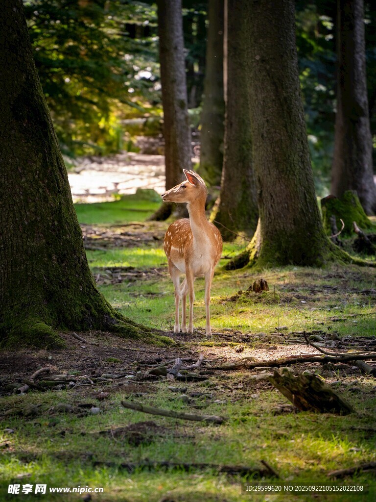林间女子漫步于光影之下