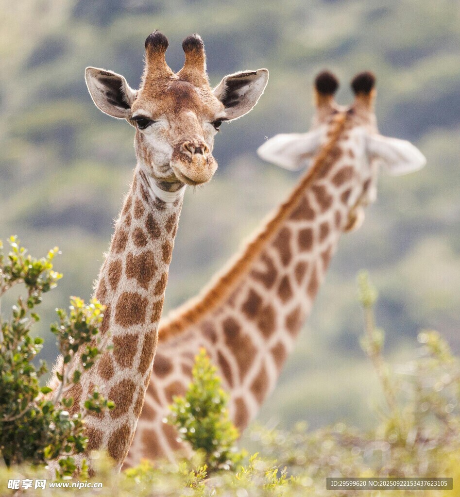 草原上的两只长颈鹿