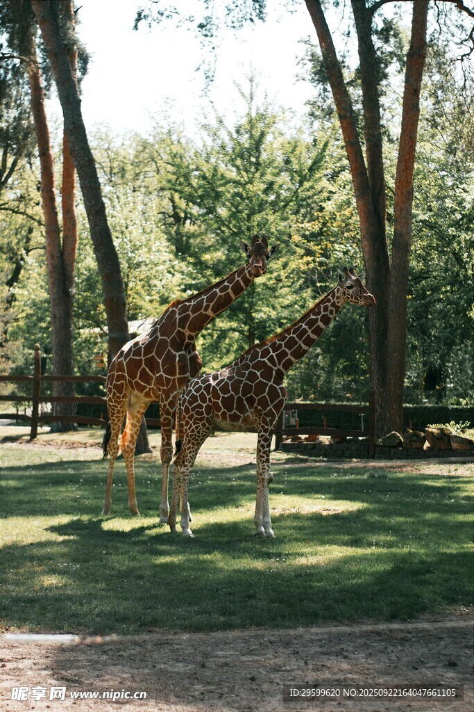 草地上的两只长颈鹿