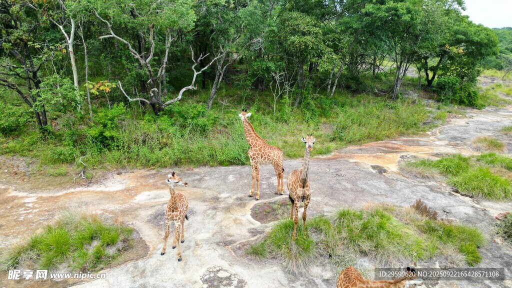野外恐龙模型场景展示