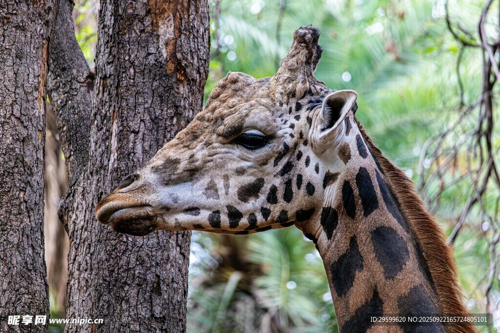 长颈鹿于林间的优雅侧影