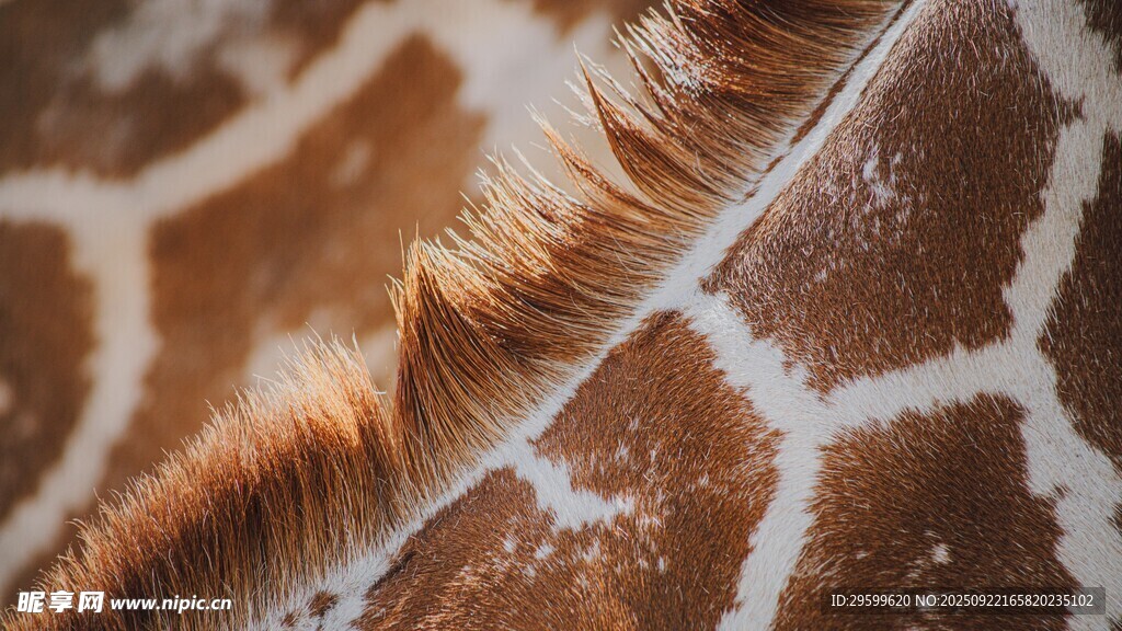 长颈鹿皮毛纹理特写