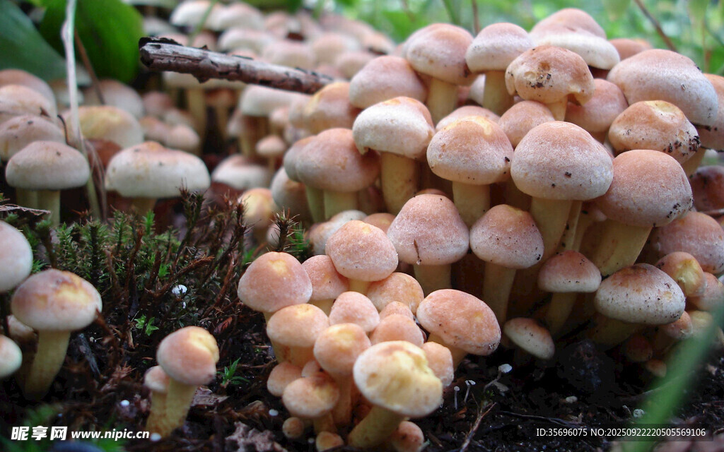 野外丛生的浅棕色蘑菇