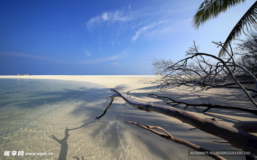 海滩枯木与蓝天海景