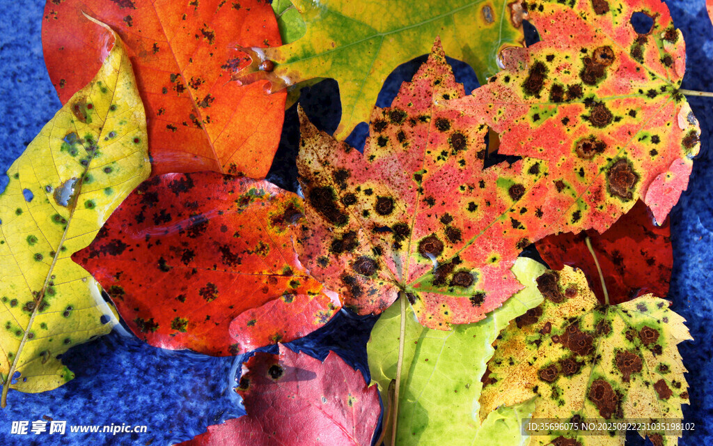 多彩秋叶特写