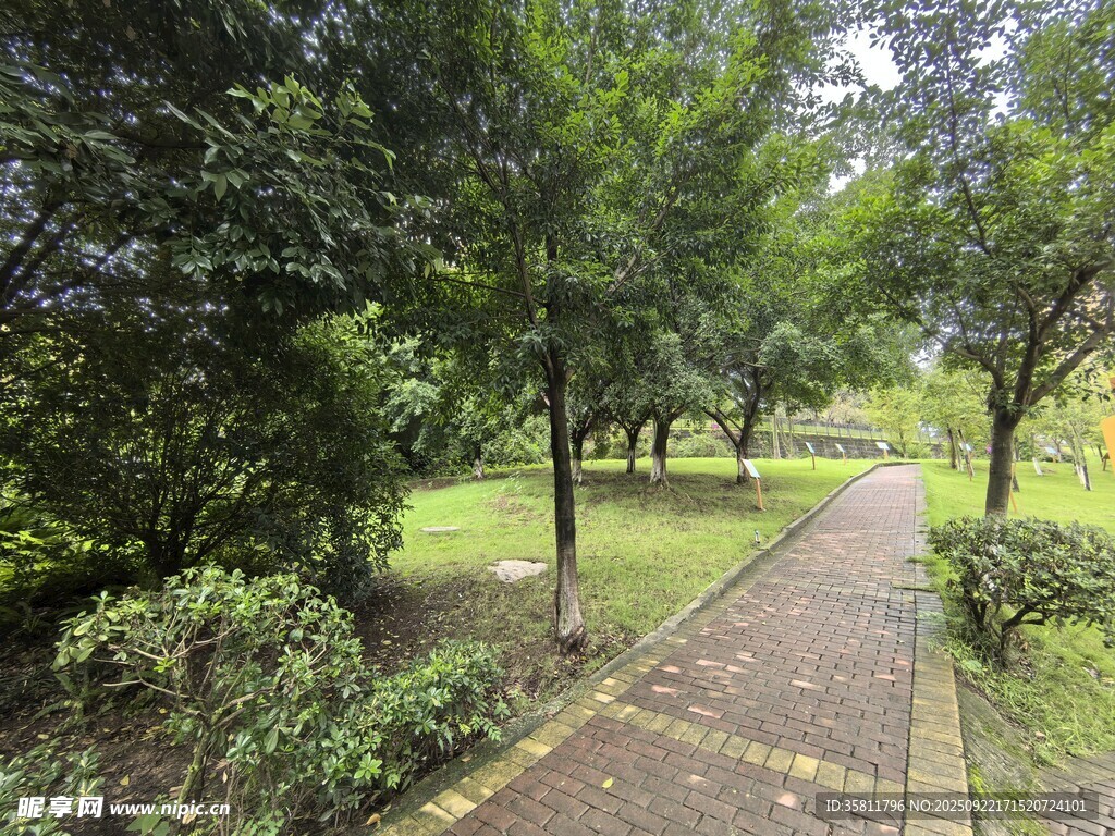 林间幽静小道绿意盎然