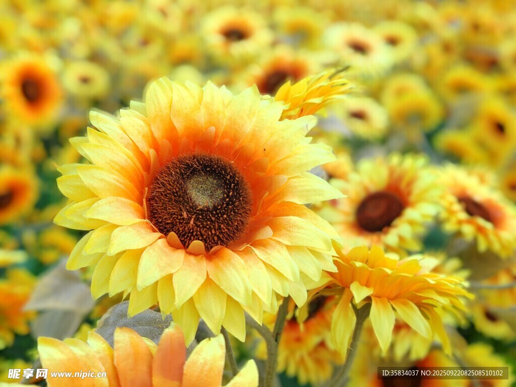 灿烂向日葵花海