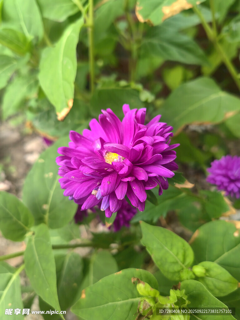 紫色花卉绽放绿叶间