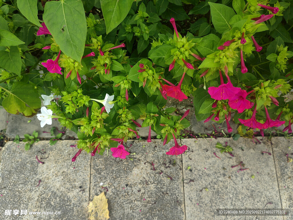 墙边绽放的鲜艳粉色花卉