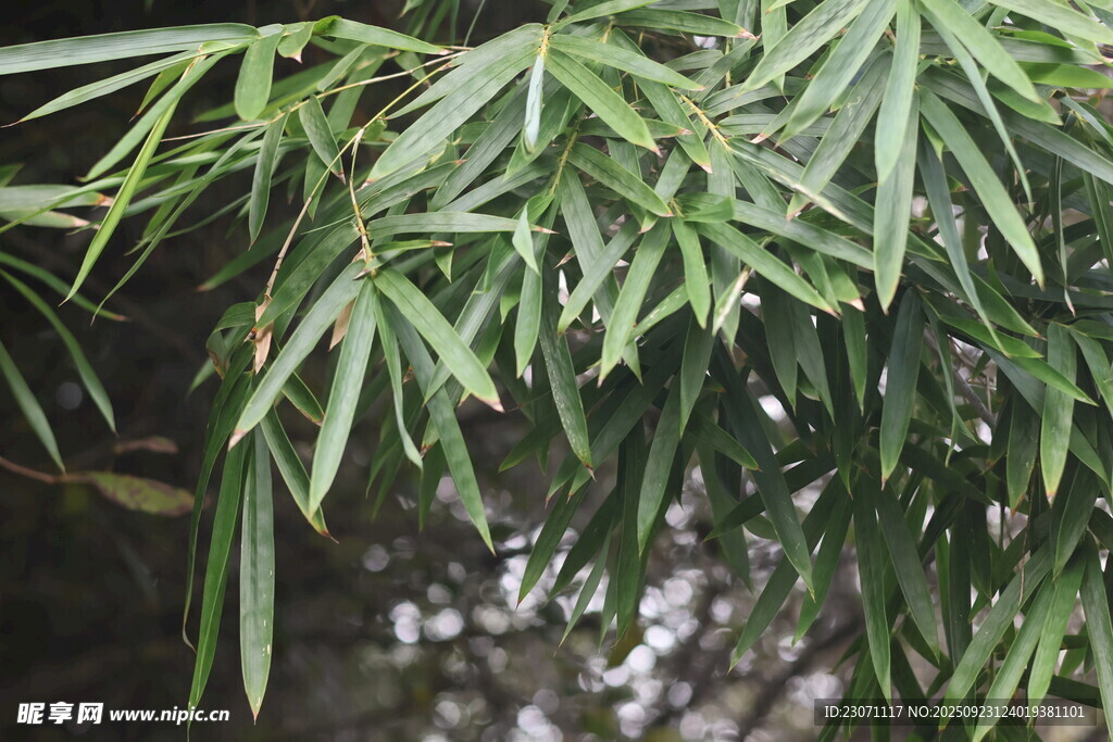 翠绿竹叶