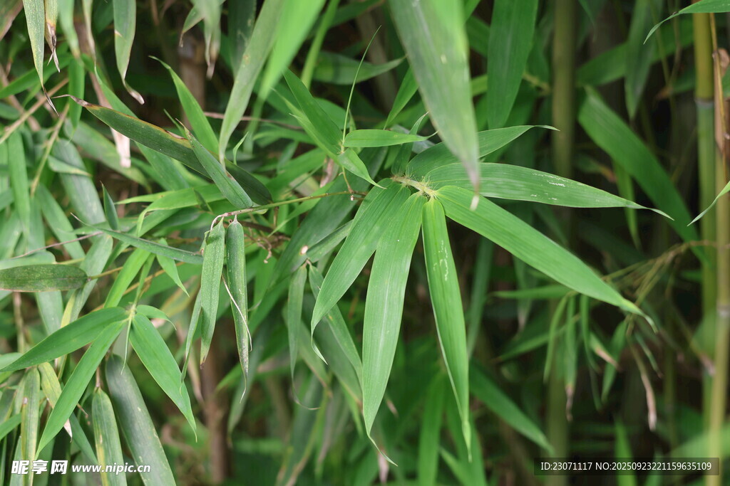 竹叶