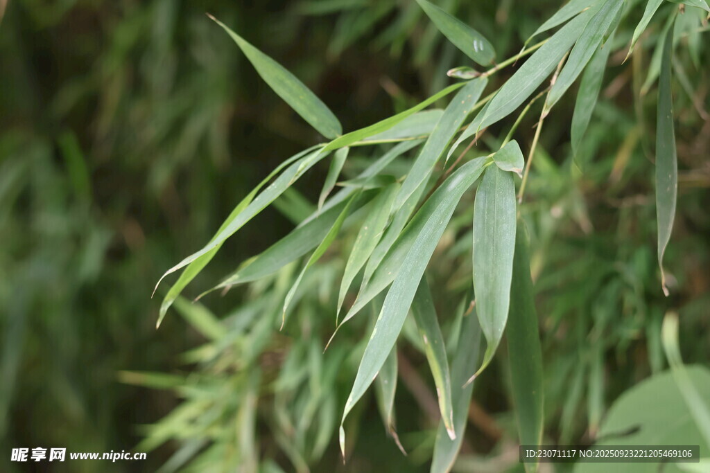 竹叶