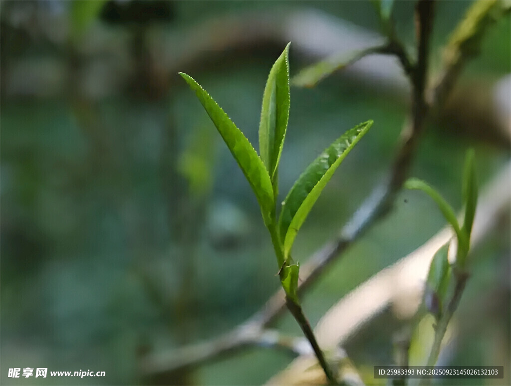 茶叶新芽