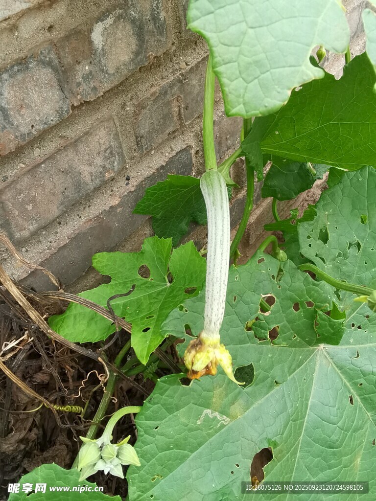 藤蔓上的瓜花与嫩丝瓜