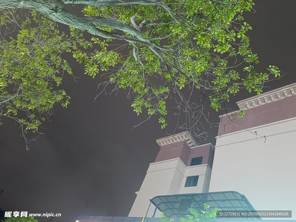 夜中树影下的建筑一角