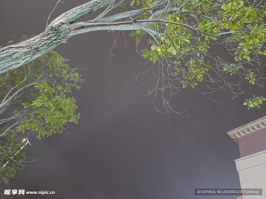 树枝下的朦胧景致