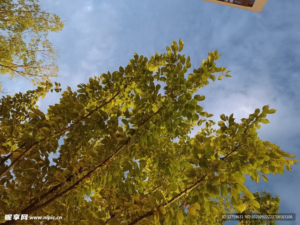 仰望蓝天绿树间的风筝