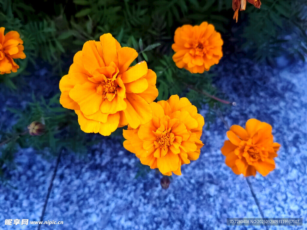 蓝地上的鲜艳橙色万寿菊