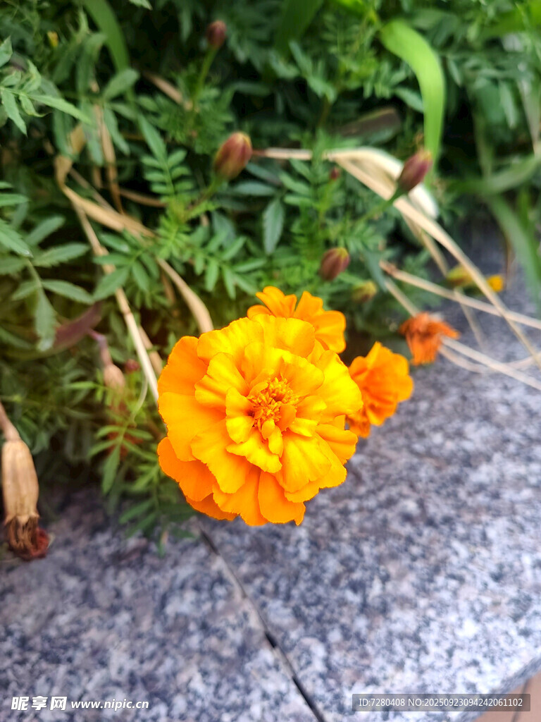 石边绽放的鲜艳橙色万寿菊