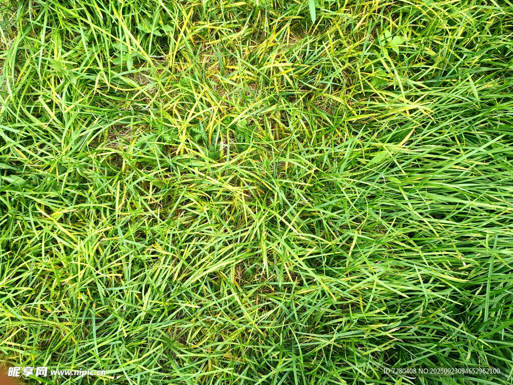 翠绿茂盛的草地