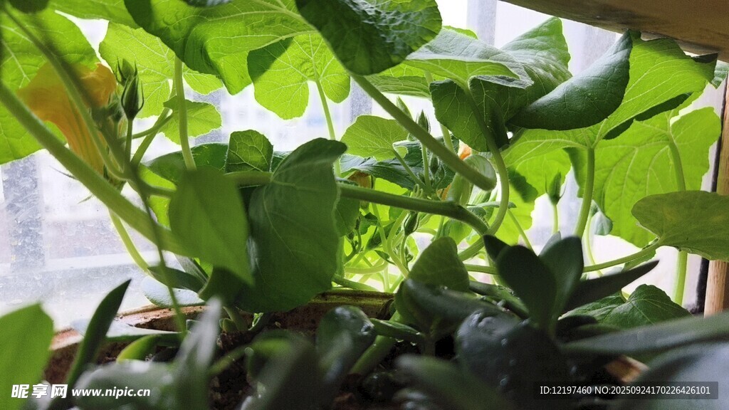 翠绿生机勃勃的室内绿植