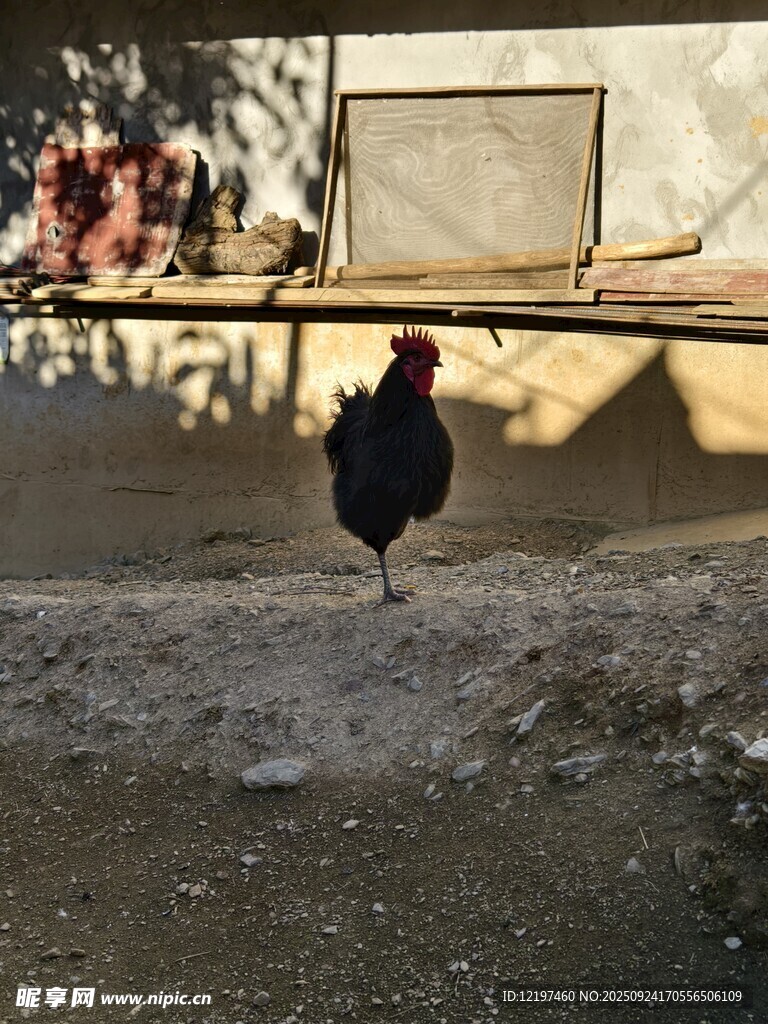庭院中踱步的红冠公鸡