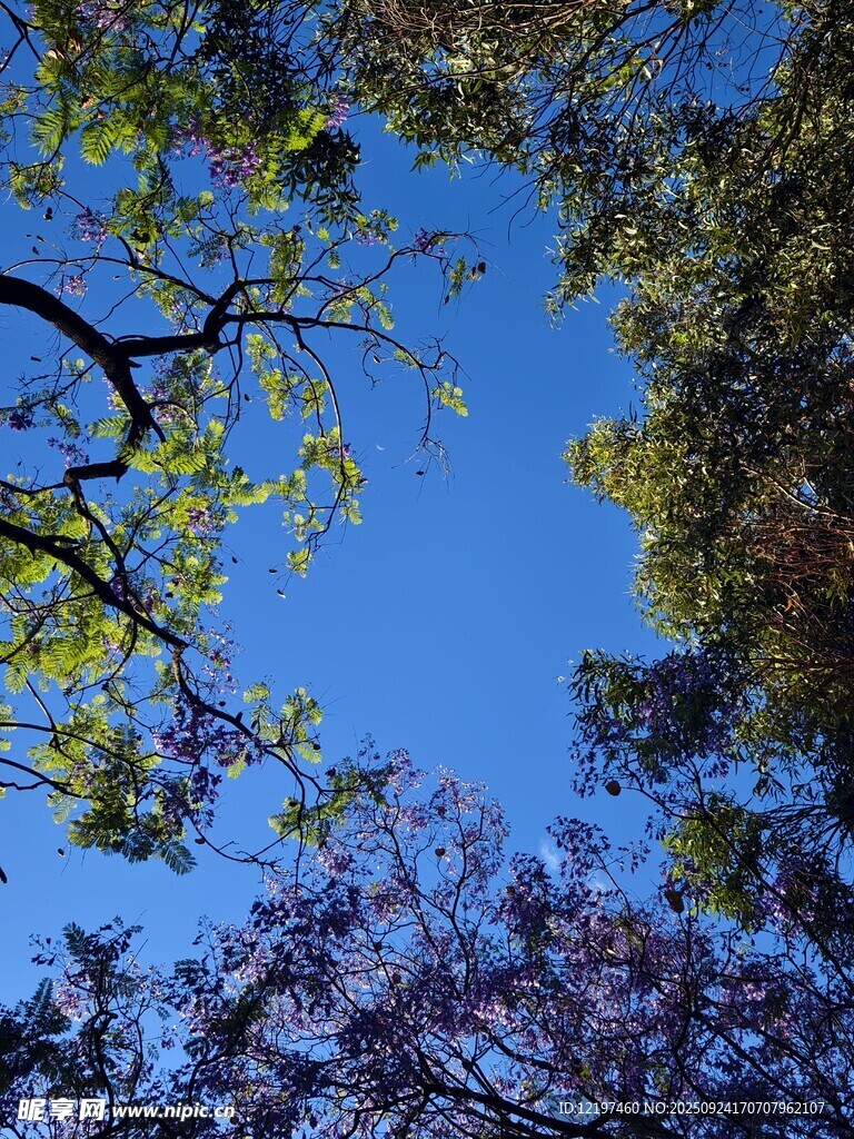 仰望蓝天与繁茂树枝