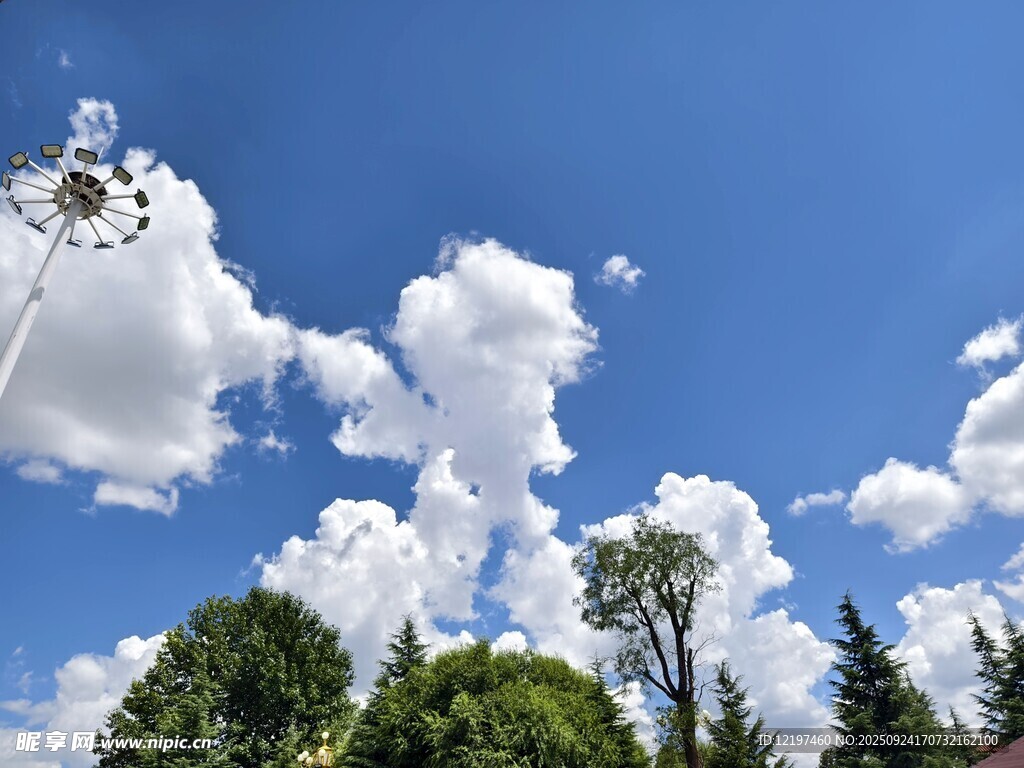 蓝天白云下的绿树风景