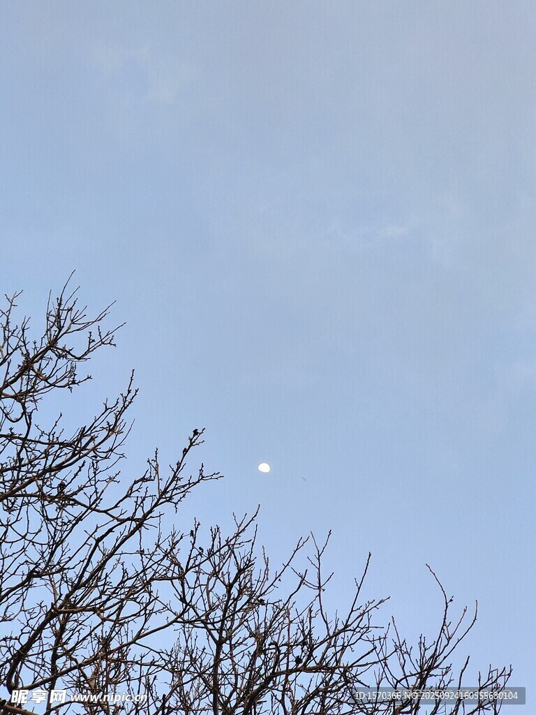 枝头之上的朦胧弯月