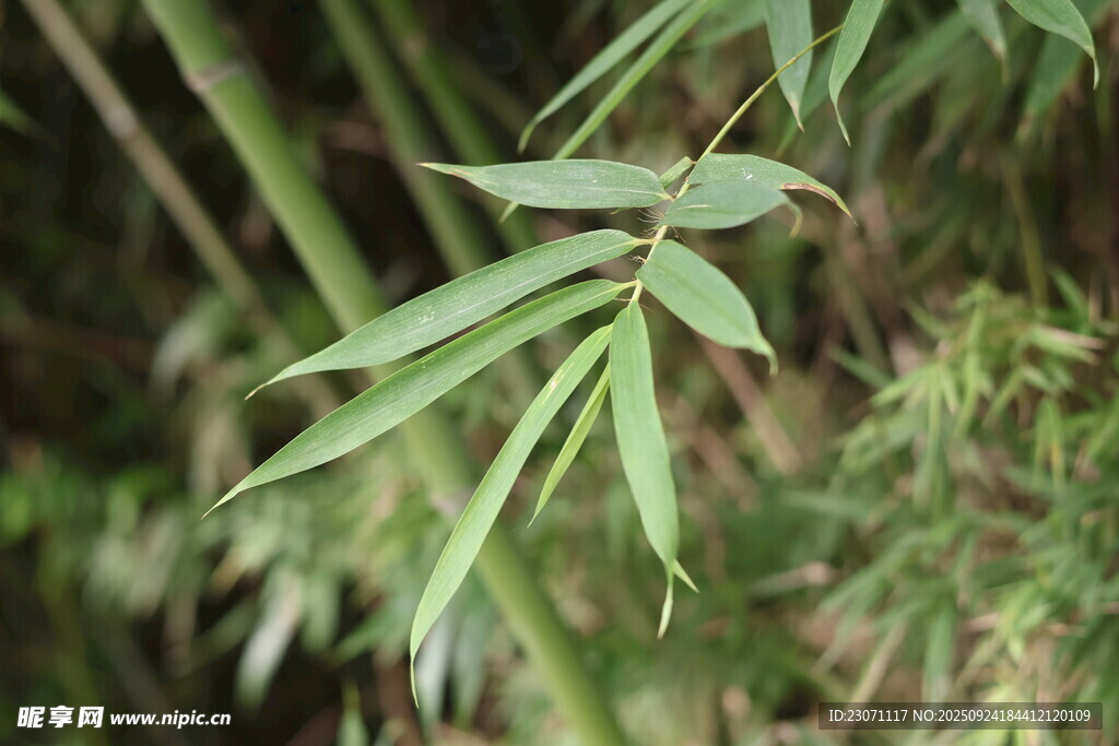竹叶