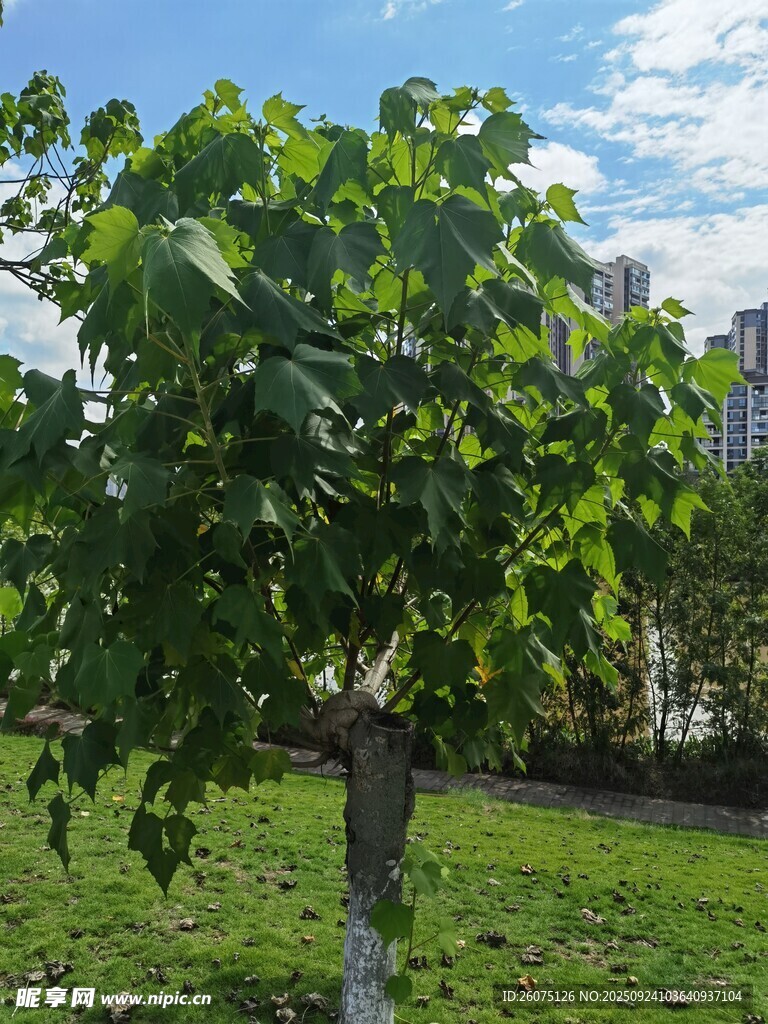 绿叶繁茂的户外树木