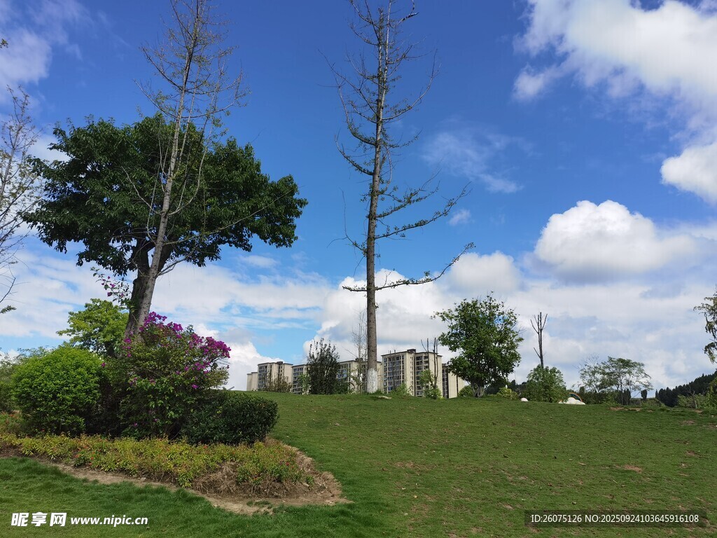 城市绿地中的树木与蓝天