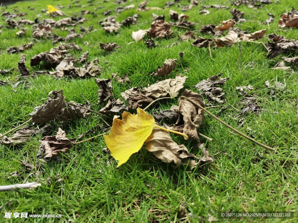 草地上的枯黄落叶