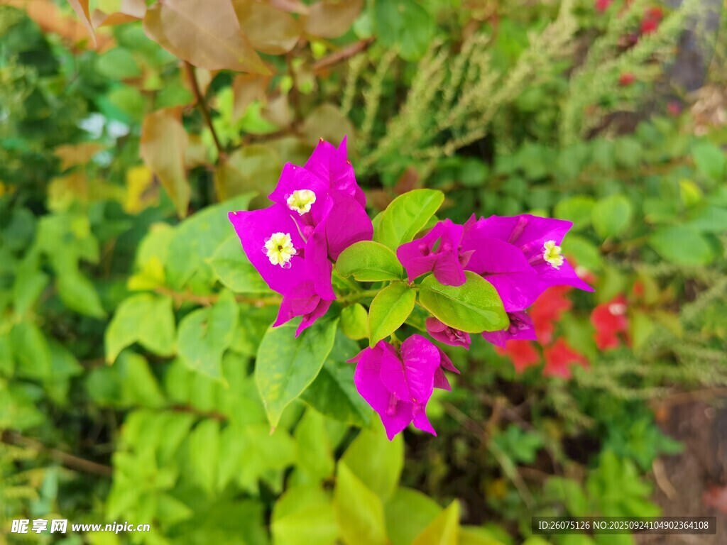 娇艳三角梅绽放绿叶间