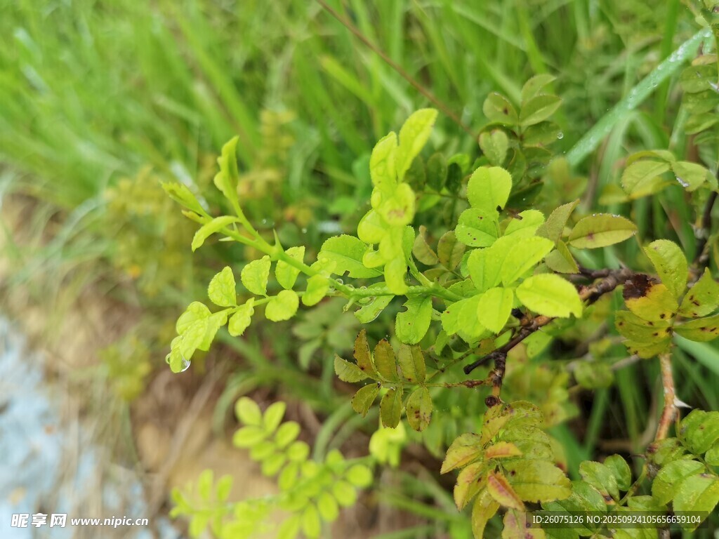 嫩绿植物生机盎然