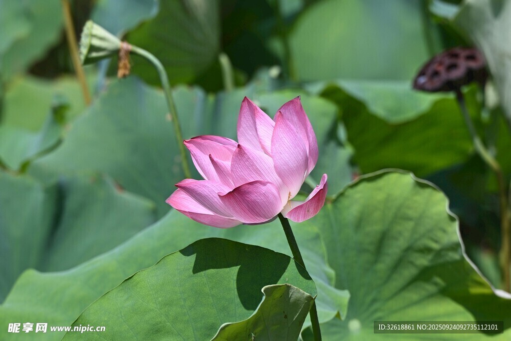 娇艳荷花绽放于绿叶间