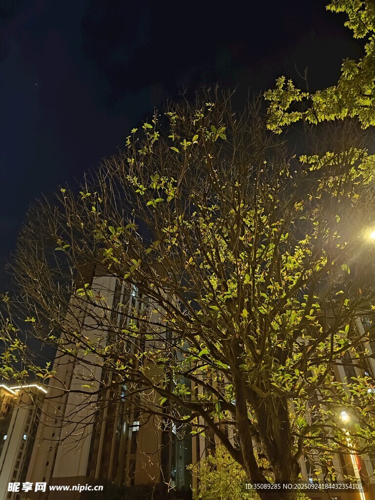 夜晚街边树木与建筑景观