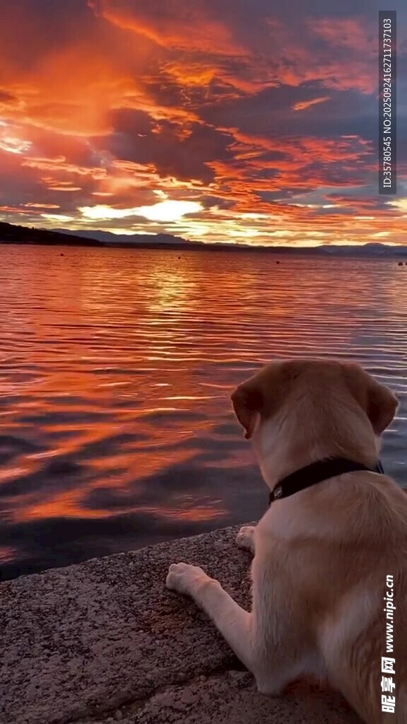 夕阳下狗狗凝视水面