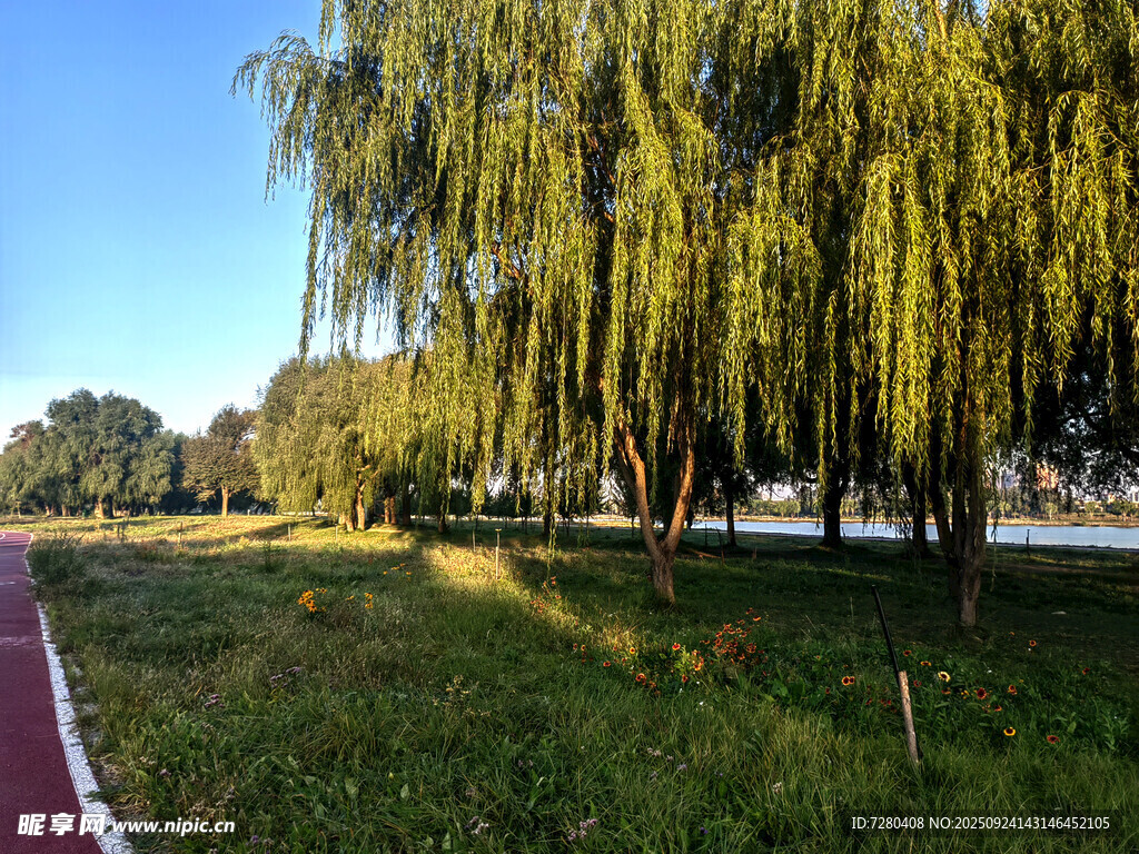 秋日垂柳下的静谧草地