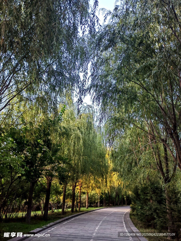 林间幽静小路绿意盎然