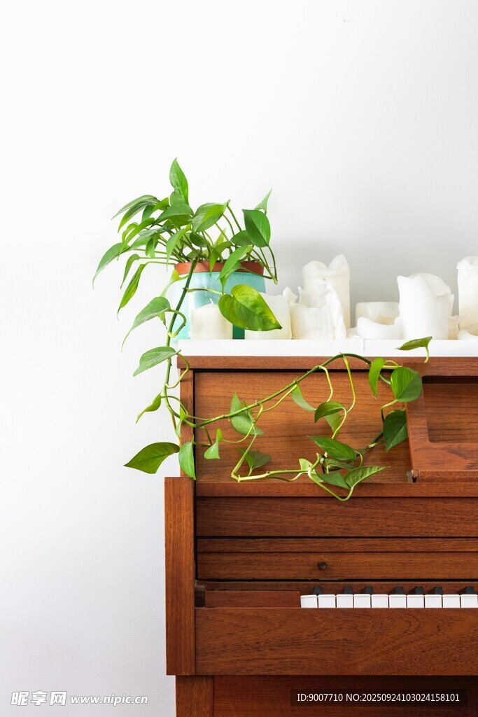 钢琴上的绿植装饰
