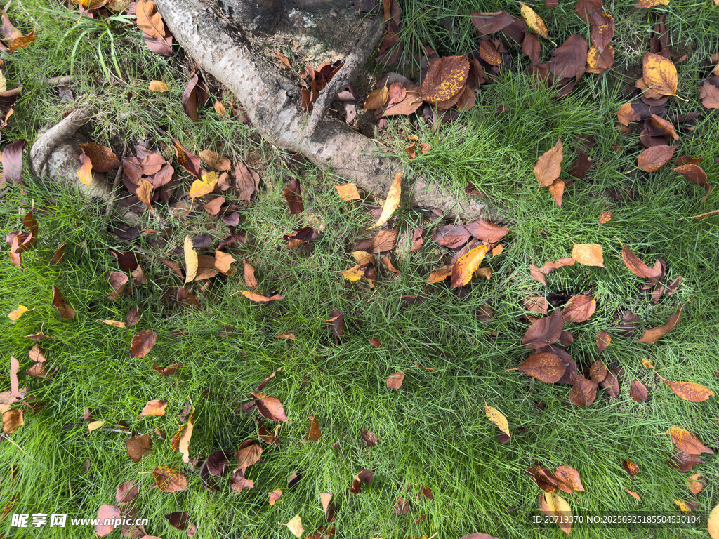草地上的落叶与树干