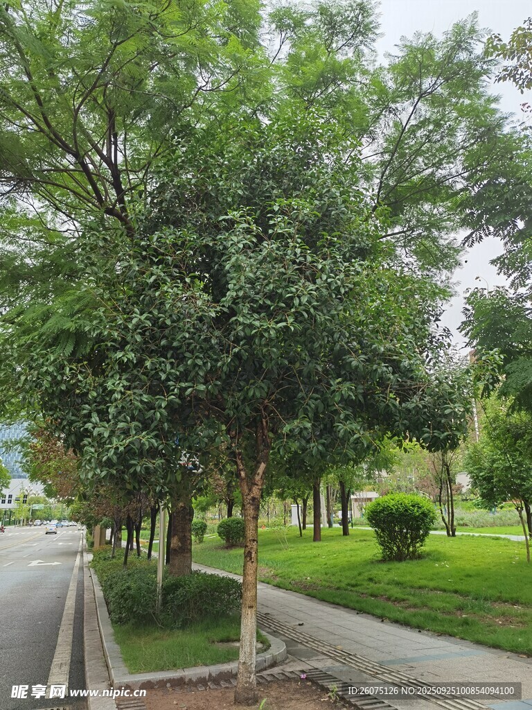 路边葱郁绿树与草坪景致