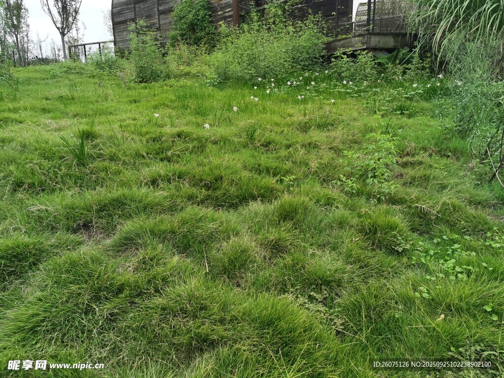 翠绿草地自然清新景象