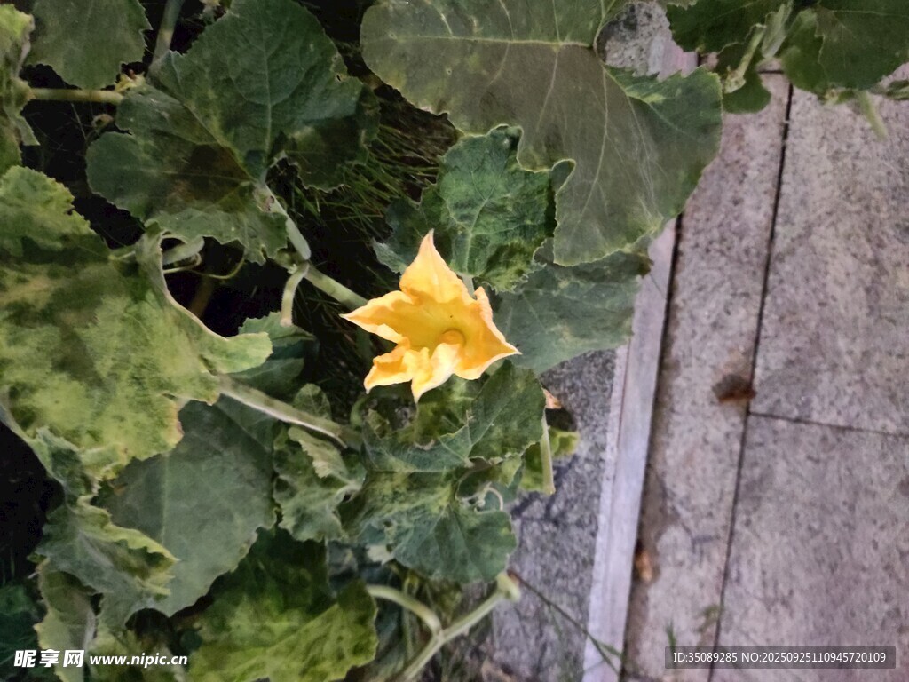 黄色南瓜花绽放于绿叶间